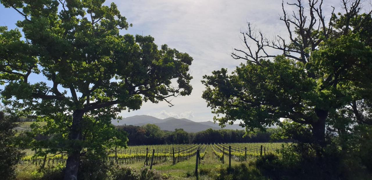 La Ripa Del Drago Villa Bibbona Luaran gambar